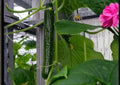 50+ Tasty Green Cucumber Seeds Heirloom Non-GMO Vegetable Seeds for Garden Planting, Early Maturing, High Yield, Salad Cucumbers