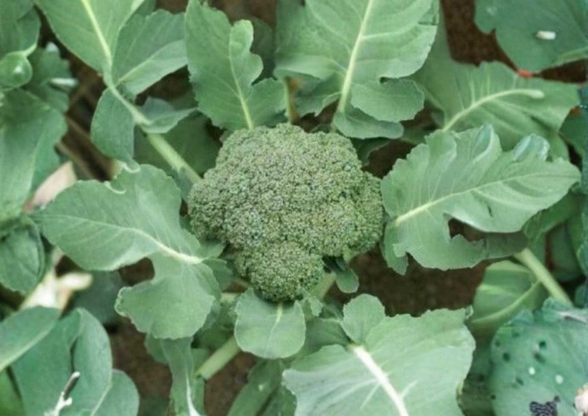 Waltham 29 Broccoli Seeds Heirloom Organic Non-GMO Vegetable Seeds for Garden Planting, Cold Hardy, High Yield Green Head