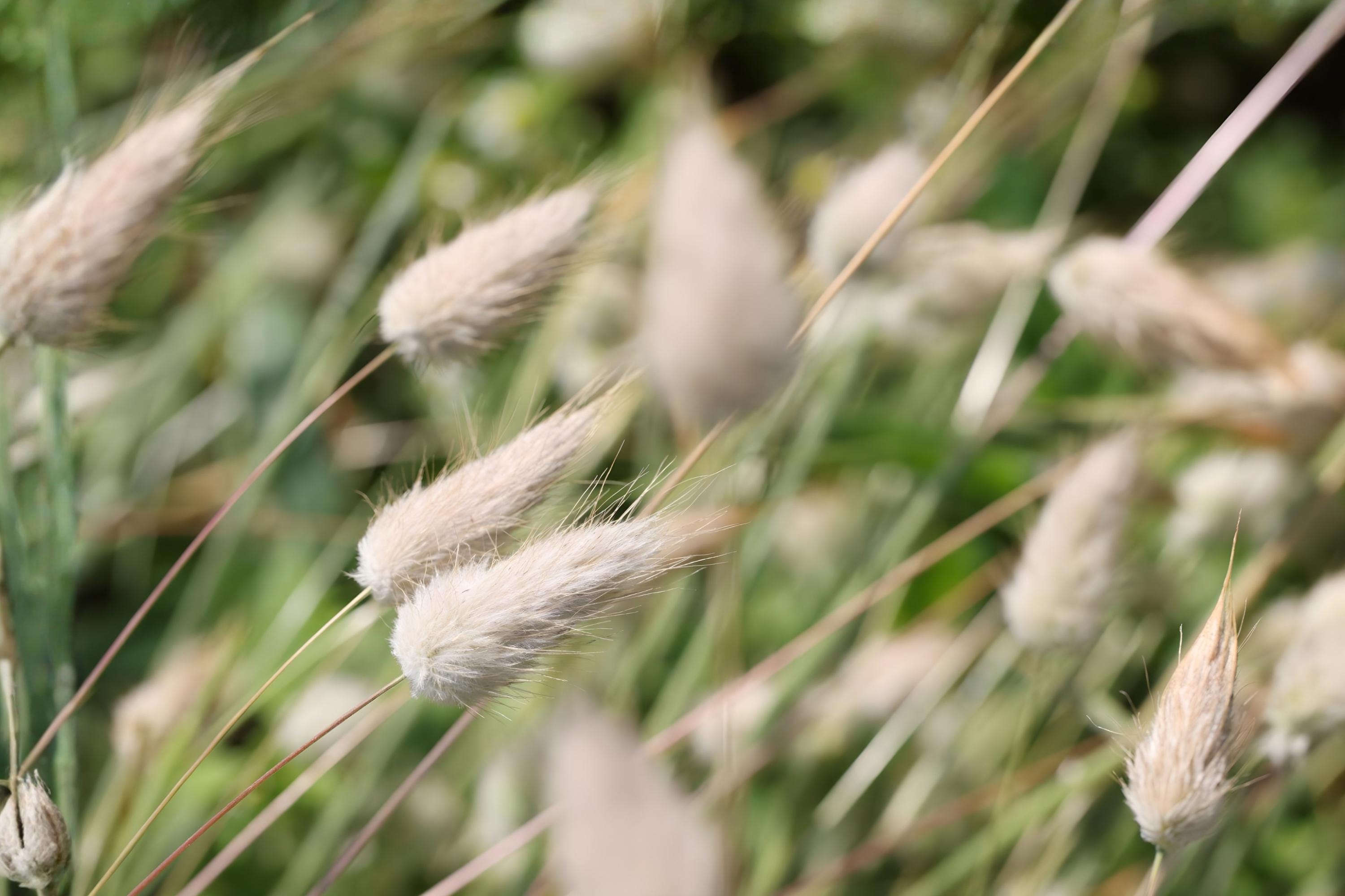 Blue Grama Grass Seeds (100) – Native Prairie Grass, Drought Tolerant, Bouteloua gracilis, Easy to Grow