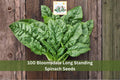 Bloomsdale Long Standing Spinach Seeds | Leafy Green Vegetable Seeds for Garden Planting | Spinacia oleracea