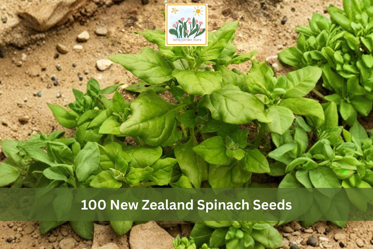 100 New Zealand Spinach Seeds | Leafy Green Vegetable Seeds for Warm Season Gardens | Tetragonia tetragonioides