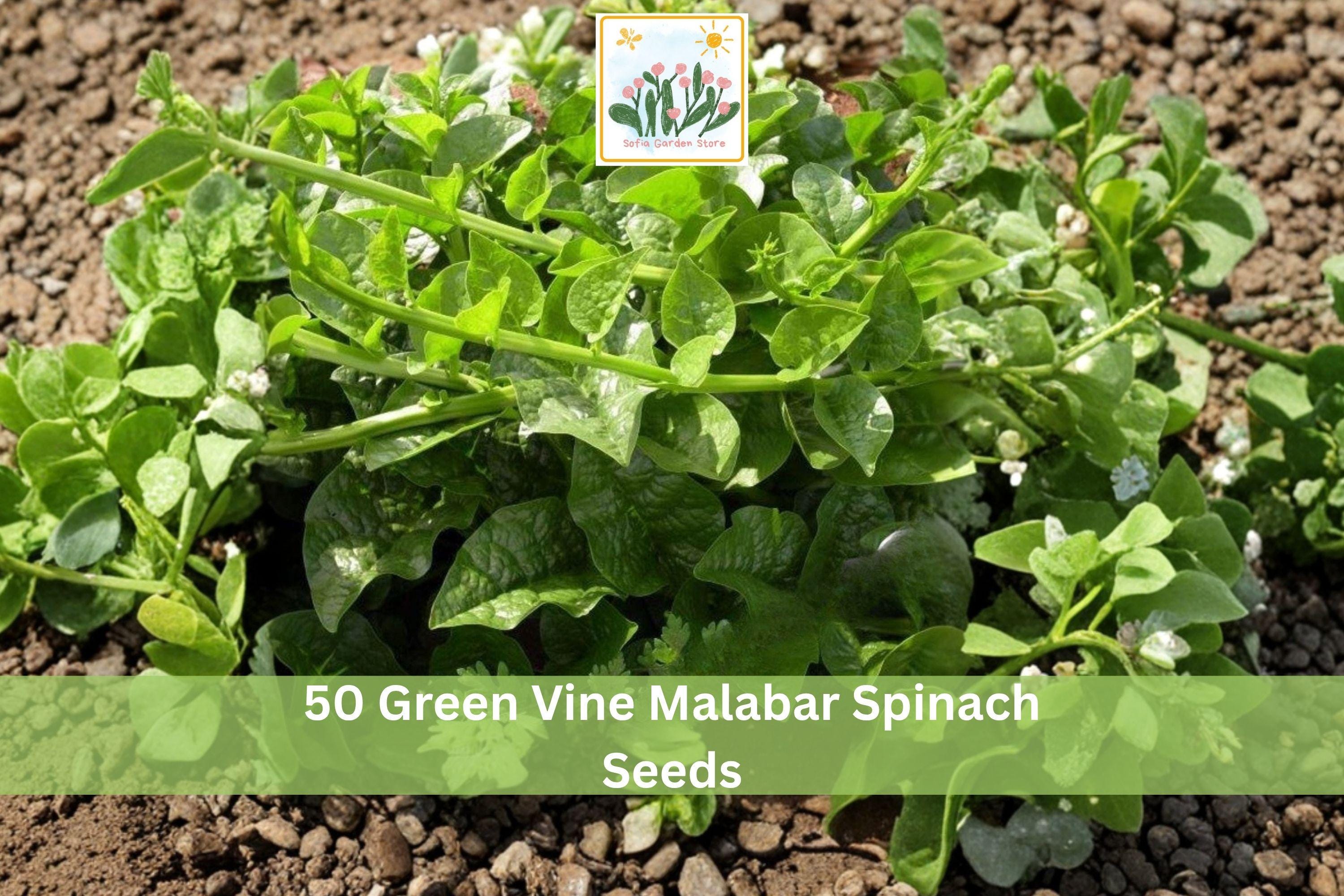 Green Vine Malabar Spinach Seeds | Climbing Leafy Vegetable for Trellis & Vertical Gardens | Basella alba