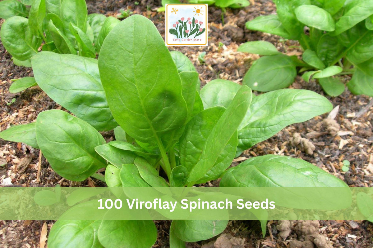 Viroflay Spinach Seeds – Large Leaf Vegetable Seeds for Garden, Container, Raised Bed, Spinacia oleracea