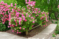 Carefree Wonder Rose 3 Cuttings â€“ Rosa hybrid