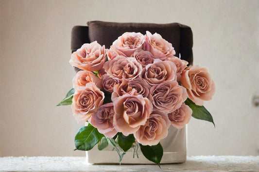 Cafe Latte Rose 3 Cuttings â€“ Rosa hybrid