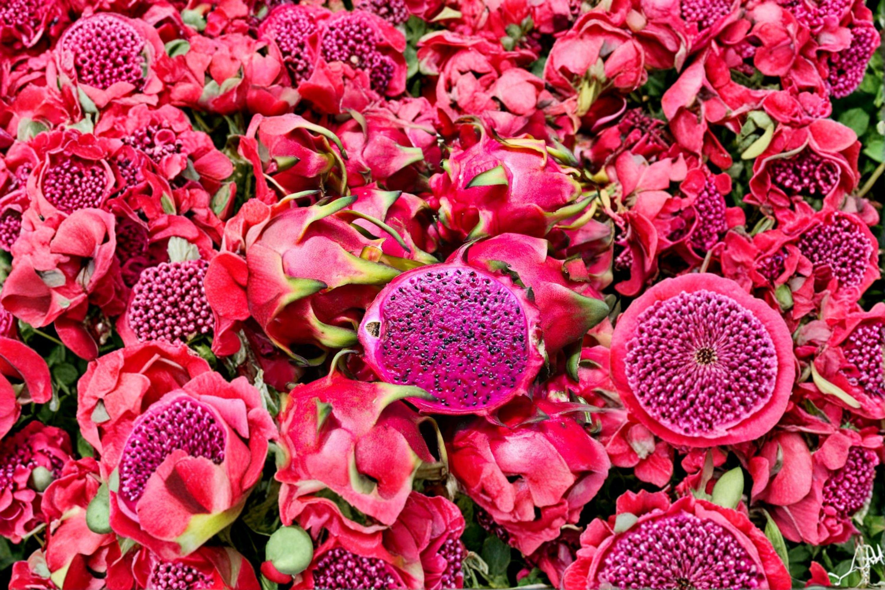 Red Flesh Dragon Fruit 1 Plant â€“ Hylocereus costaricensis
