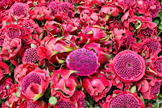 Red Flesh Dragon Fruit 1 Plant â€“ Hylocereus costaricensis