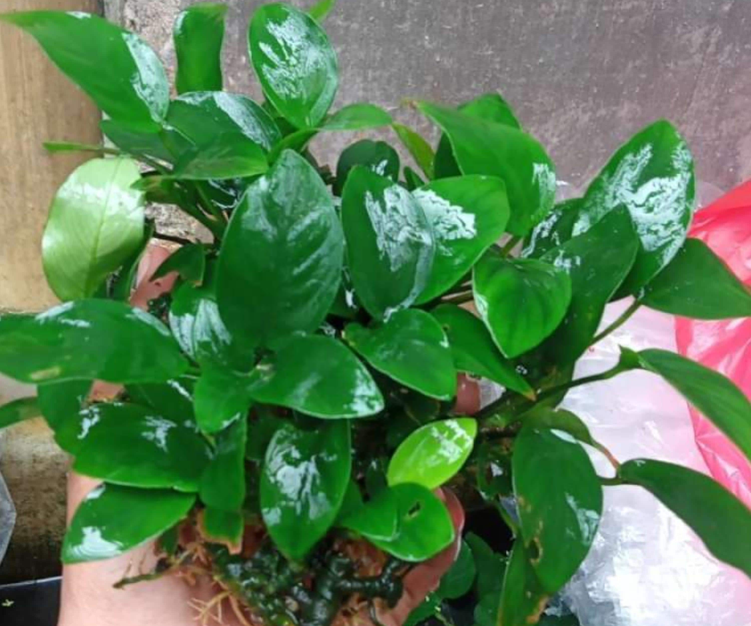 Live Anubias Nana Aquarium Plant, Bare Root, 1–3 Inches, Low Light, Freshwater, Hardy, Easy to Care for