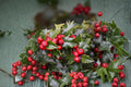English Holly Red Beauty 3 Cuttings â€“ Ilex aquifolium