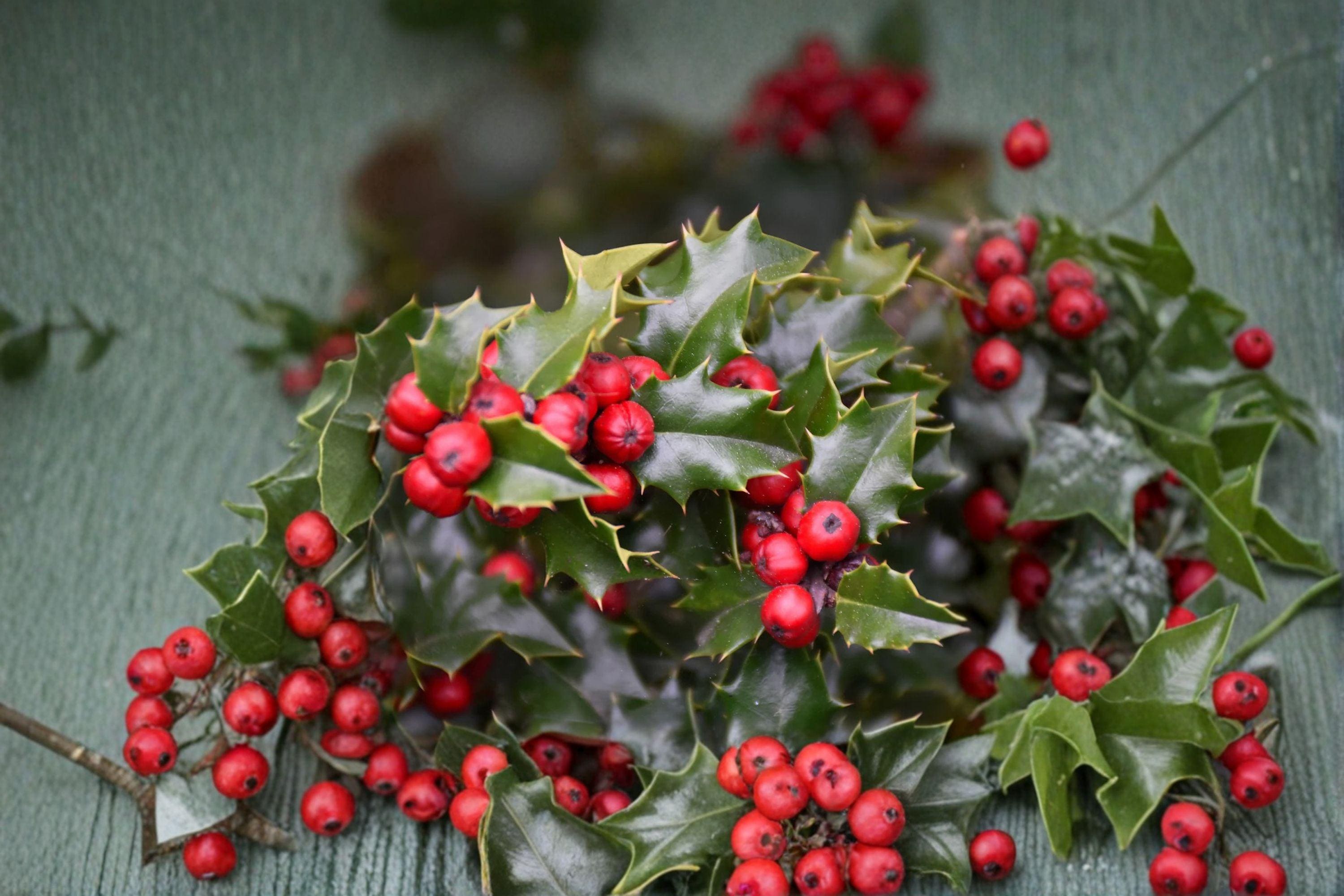 English Holly Red Beauty 3 Cuttings â€“ Ilex aquifolium