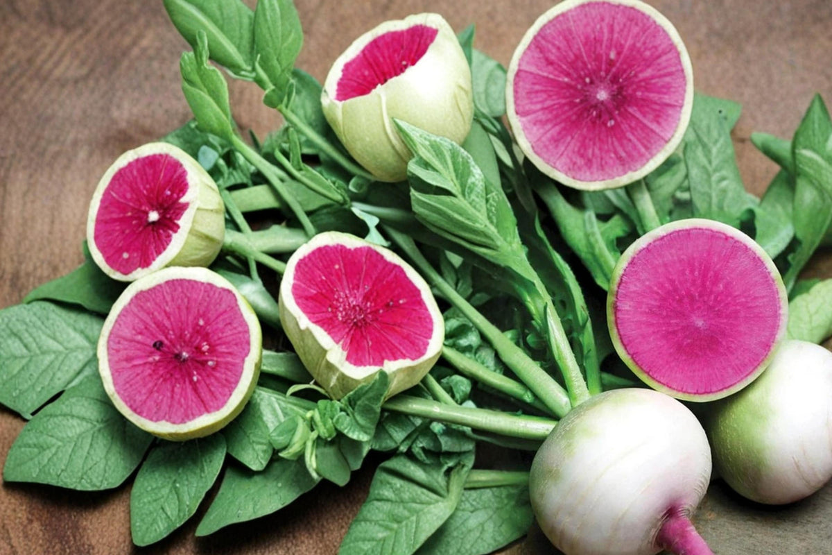 Watermelon Radish Seeds, Raphanus sativus, Root Vegetable, Edible Root, Salad Vegetable, Heirloom Radish, Cool Season Crop