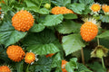 Salmonberry Seeds – Rubus spectabilis – Edible Berry Shrub with Pink Flowers and Salmon-Colored Berries, Native Woodland Plant