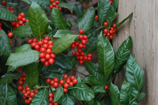 Chinese Holly Seeds – Ilex cornuta Evergreen Shrub with Red Berries for Landscaping and Hedge Screening