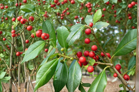 Deciduous Holly Seeds, Ilex decidua, Native Shrub, Bright Red Berries, Seasonal Interest, Garden Shrub, Wildlife Plant