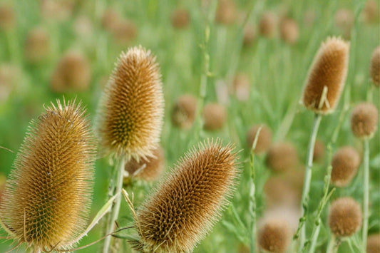 Cultivated Teasel Seeds – Dipsacus sativus – Purple Spiny Flower Heads for Ornamental Gardens and Pollinator Attraction