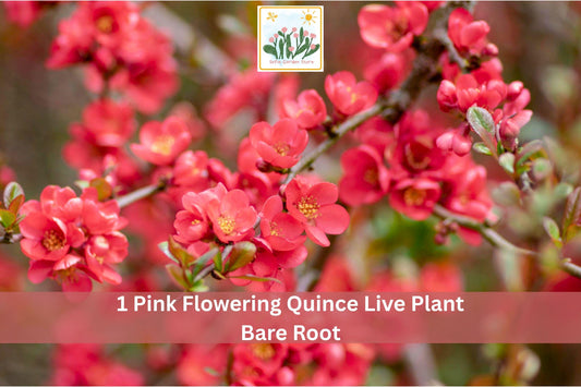Pink Flowering Quince Bare Root Shrub – Chaenomeles japonica, Early Spring Pink Blossoms, Hardy Garden Shrub