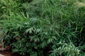 Rough Bluegrass Seeds – Poa trivialis, Cool-Season Perennial Grass for Lawns & Ground Cover