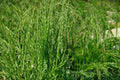 Fowl Bluegrass Grass Seeds – Poa palustris – Moist Soil, Wetland, Meadow, Native Perennial Seed