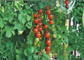 Waterfall Tomato Seeds, Heirloom Cherry Variety, Cascading Vine, High Yield, for Hanging Baskets and Containers