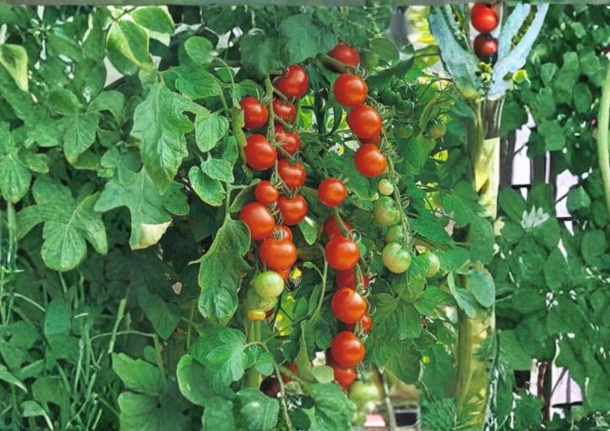 Waterfall Tomato Seeds, Heirloom Cherry Variety, Cascading Vine, High Yield, for Hanging Baskets and Containers