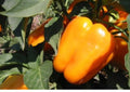 Orange King Bell Pepper Seeds - Heirloom Non-GMO Sweet Bell Pepper Seeds for Garden, Large Orange Fruits, Crisp and Juicy, Solanum lycopersicum