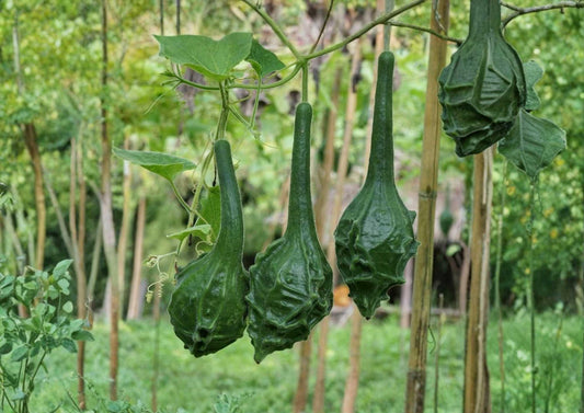 Caveman’s Club Dinosaur Gourd Seeds, Heirloom Maranka Squash, Ornamental Long Club Shape, Rare Garden Planting Seeds