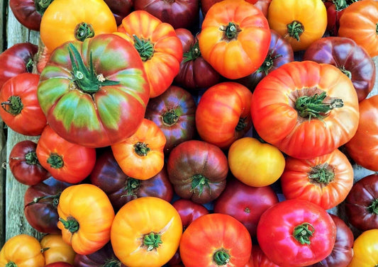 Big Rainbow Tomato Seeds – Heirloom Non-GMO Bicolor Beefsteak, Juicy Yellow and Red Fruits, Garden Planting, 30+ Seeds