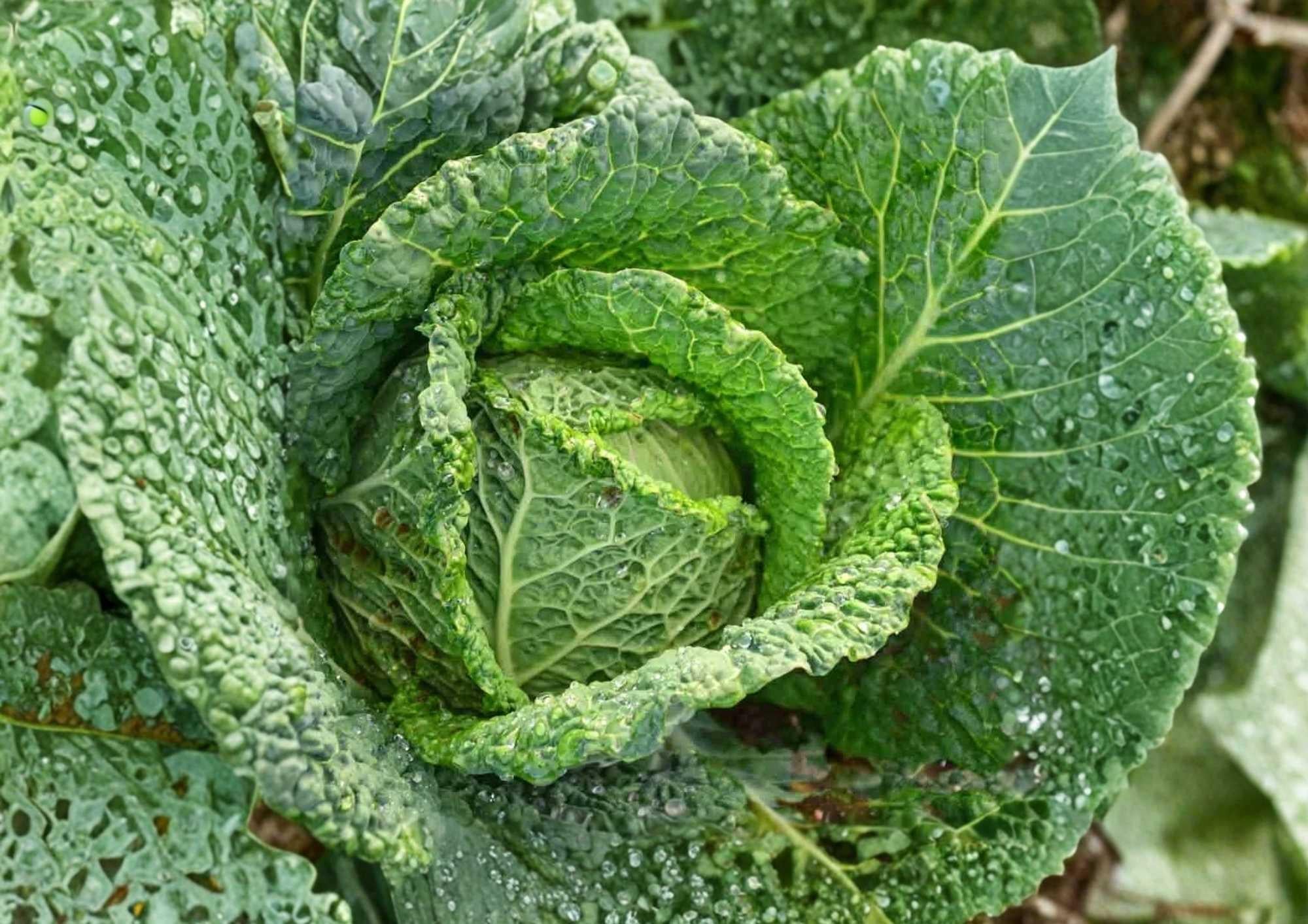 All Seasons Cabbage Seeds – Heirloom Non-GMO Vegetable Seeds for Year-Round Growing, Green Heads, Cold Hardy, High Yield