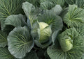 All Seasons Cabbage Seeds – Heirloom Non-GMO Vegetable Seeds for Reliable, High-Yield Green Heads, Garden Planting