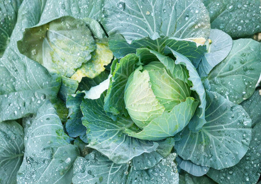 Danish Ballhead Cabbage Seeds – Heirloom Non-GMO Vegetable Seeds for Storage, Cold-Hardy, Large Dense Heads, Garden Planting