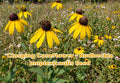 Gloriosa Daisy Seeds, Rudbeckia Hirta, Yellow Red Bi-Color Flowers, Wildflower, Garden Annual, 250 Seeds
