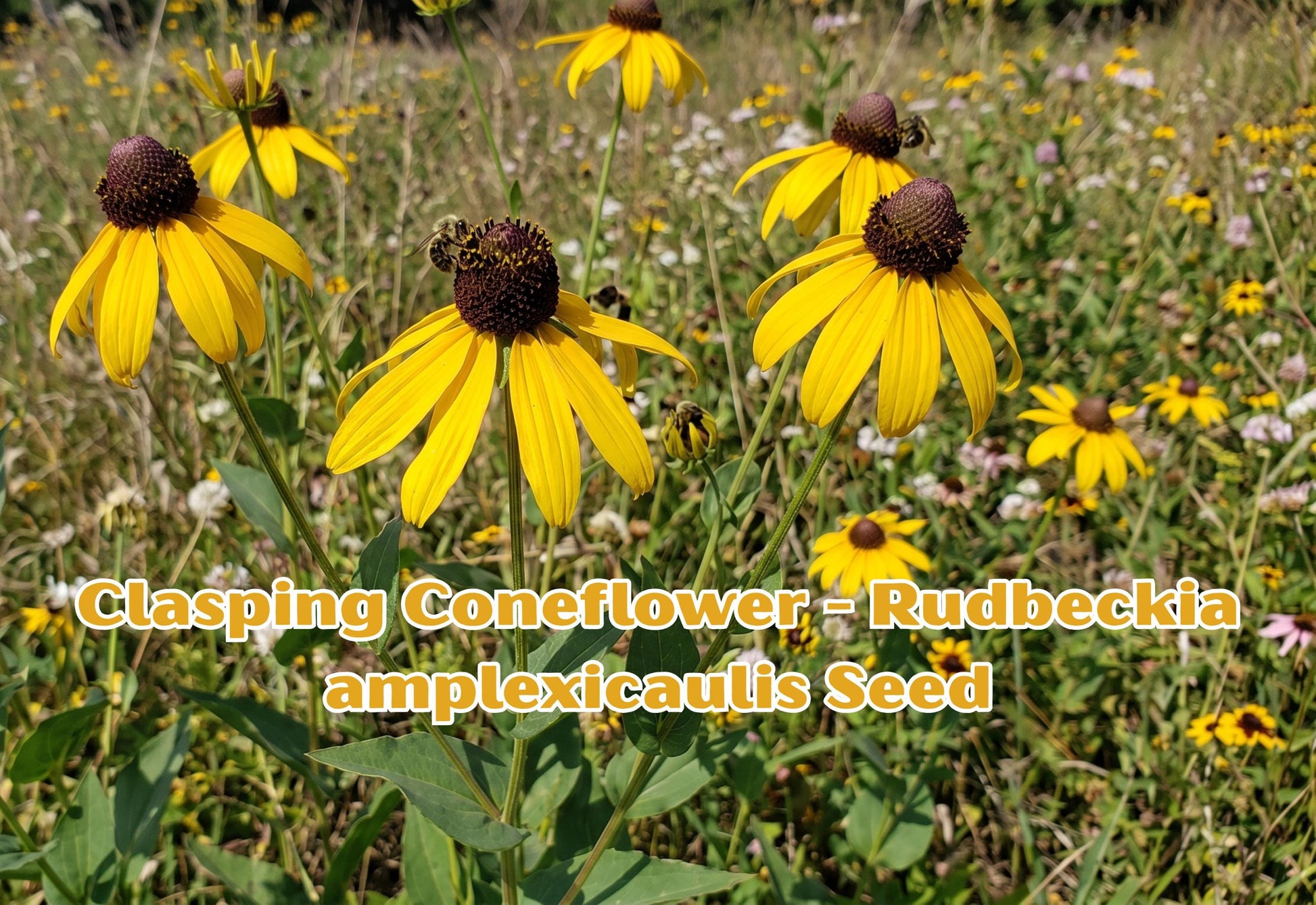 Gloriosa Daisy Seeds, Rudbeckia Hirta, Yellow Red Bi-Color Flowers, Wildflower, Garden Annual, 250 Seeds