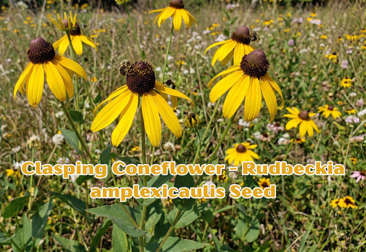 Gloriosa Daisy Seeds, Rudbeckia Hirta, Yellow Red Bi-Color Flowers, Wildflower, Garden Annual, 250 Seeds