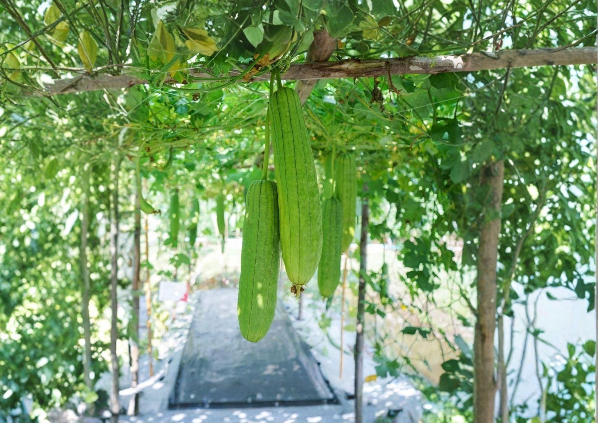 Luffa Gourd Seeds – Heirloom Loofah Sponge Plant for Garden, Climbing Vine, Natural Dishcloth Gourd, Eco-Friendly Vegetable Seeds