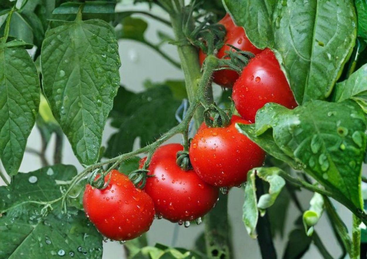 Organic Green Tomato Seeds, 30+ Chefs Choice AAS Winner, Heirloom Slicer Tomato, Solanum lycopersicum