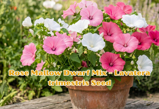 Baby's Breath Seeds Covent Garden White Gypsophila elegans, Annual Flower for Cut Gardens & Weddings, 100 Seeds