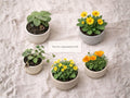 Wild Ginger Seeds (10) | Native Woodland Ground Cover | Asarum canadense | Shade Garden Plant