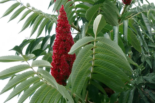 Whorled Milkweed Seeds (Asclepias verticillata) – Native, Drought Tolerant, Pollinator Support, 30 Seeds