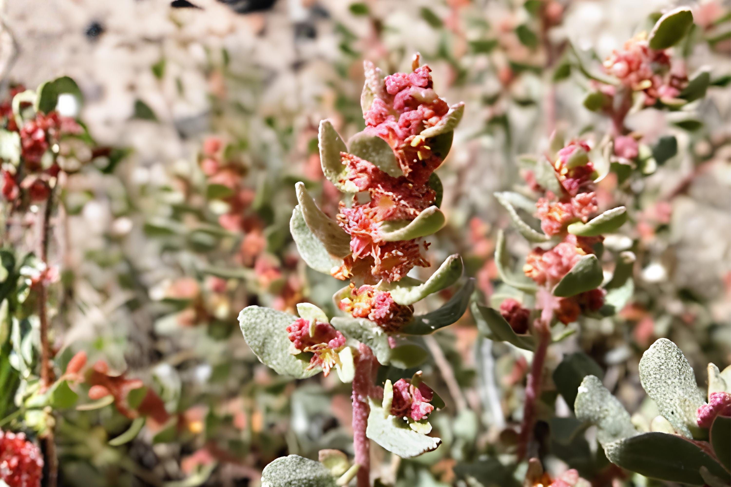 Showy Locoweed Seeds (25) | Native Wildflower with Vibrant Purple Blooms | Oxytropis lambertii | Drought-Tolerant Prairie Plant