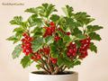 Red Mulberry Tree Cuttings – 12 Unrooted Live Plants, Morus spp., 6–8 Inches, Deciduous Shade & Fruit Tree
