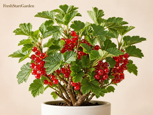 Red Mulberry Tree Cuttings – 12 Unrooted Live Plants, Morus spp., 6–8 Inches, Deciduous Shade & Fruit Tree