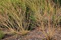 Bloodtwig Dogwood Seeds – Cornus sanguinea, Ornamental Shrub for Winter Color & Natural Hedge, 40 Seeds