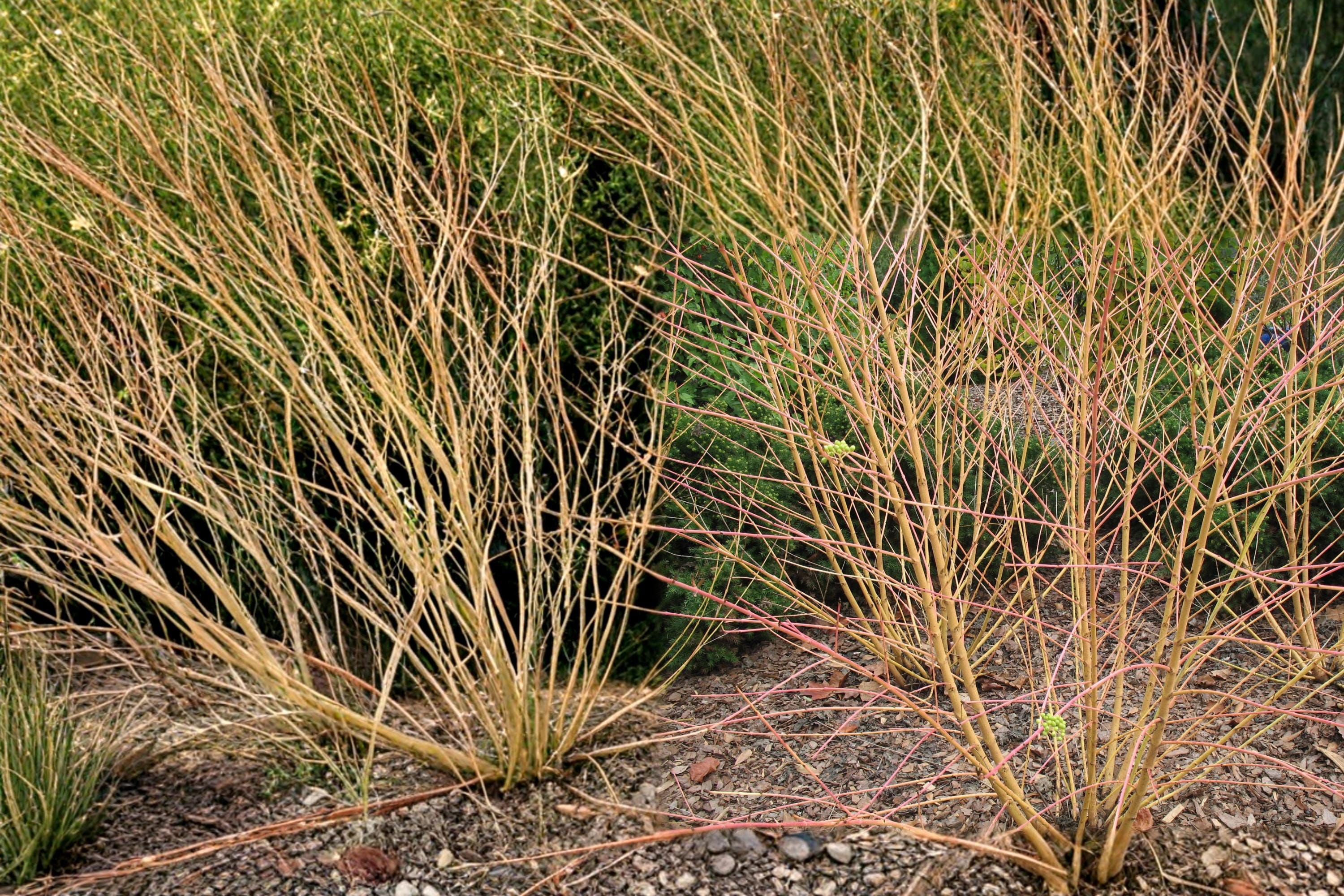 Bloodtwig Dogwood Seeds – Cornus sanguinea, Ornamental Shrub for Winter Color & Natural Hedge, 40 Seeds