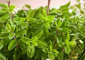 Lemon Basil Seeds – Organic Heirloom Non-GMO Herb Seeds for Culinary, Tea & Garden Planting – Ocimum basilicum