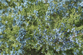 Sulfurflower Buckwheat Seeds (100) | Native Wildflower for Pollinators, Drought Tolerant, Eriogonum umbellatum