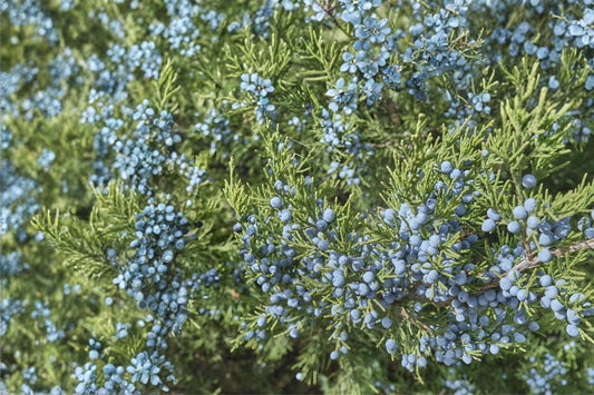 Sulfurflower Buckwheat Seeds (100) | Native Wildflower for Pollinators, Drought Tolerant, Eriogonum umbellatum