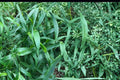 Deertongue Grass Seeds – Panicum clandestinum – Native Woodland Perennial Grass for Habitat Restoration