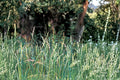 Tall Fescue Grass Seeds – Festuca arundinacea, Durable Cool-Season Perennial Turf & Pasture Seed