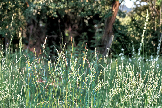 Tall Fescue Grass Seeds – Festuca arundinacea, Durable Cool-Season Perennial Turf & Pasture Seed