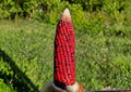 New York Bloody Butcher Corn Seeds - Heirloom, Rare, Deep Red Kernels, Flour & Ornamental Grain, High Yield, Garden Planting